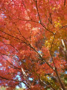 紅葉