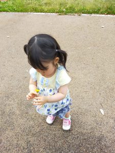 タンポポ