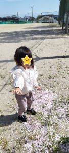 桜１
